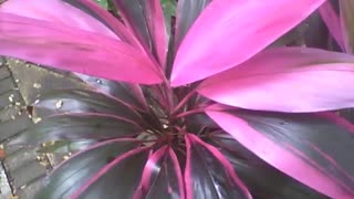 Beautiful pink and green dracaena in the botanical garden, a pretty plant [Nature & Animals]