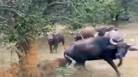 Wild animals hunting video. Wild animals viral video