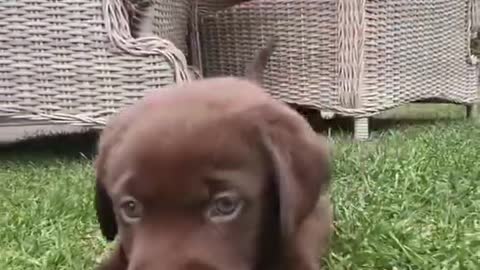 Cute dog chasing the camera