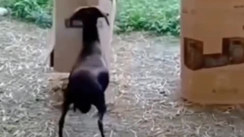 Funny animal videos - funniest cats and dogs video