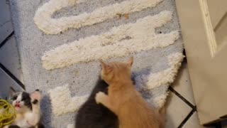 Kitties playing and licking