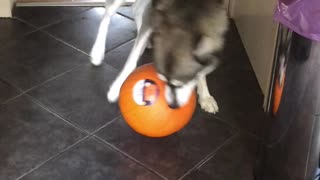 Playful Husky Steals Pumpkin