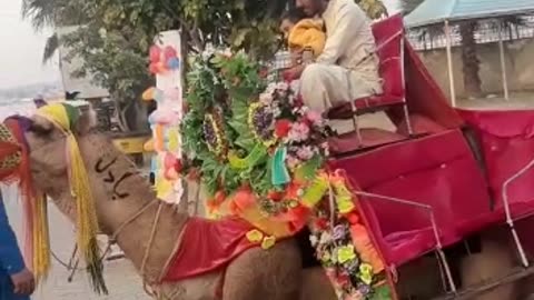 Camel ride with joy😍❤️