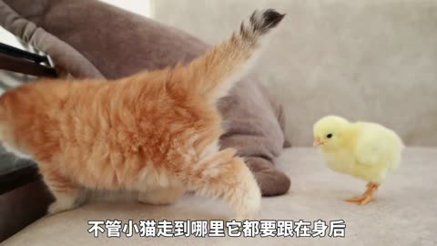 A month old kitten becomes the mother of chickens