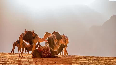 Khwab Mein Onth Dekhna - Seeing Camel in Dream Meaning in Urdu & Hindi