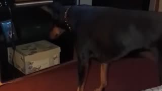Doberman on the Hunt for a Fly!