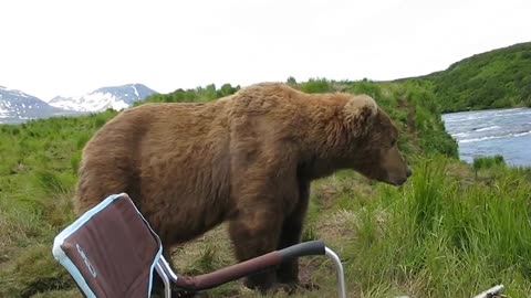 bear sits next to guy