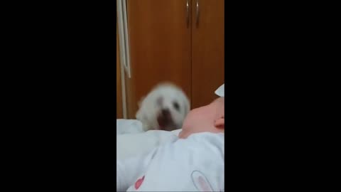 Bouncing Puppy Loves Baby