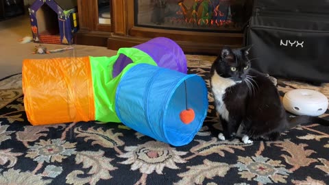 Xena Baby Girl loves her new rainbow tunnel! #cat #catlover #catsofrumble #pets #catdaddy #funny