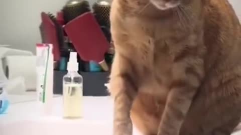 meow animals #meow #animals #cats #dogs #funnyvideo #fightcoronavirus #viral #reel #viralreelsfbpage #foryoupageシvir #trendingreelsvideo #foryou