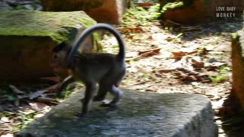 It's Breaking Heart..!! A Young Man Abandoned A Pet Baby Monkey Into Wild Troop, How Can He Survive?