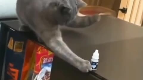 FUNNY CAT VIDEO