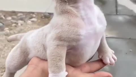 Cute dog video