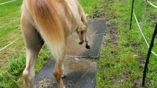 Playing in the mud.