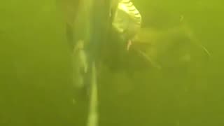 HUGE PIKE 🚨UNDER WATER ATTACK🚨