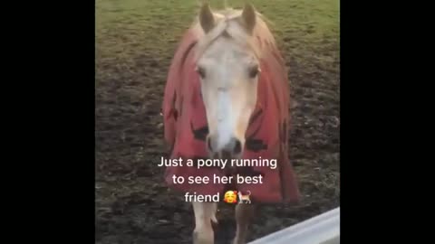 Funny and Cute Horses That Will Change Your Mood For Good
