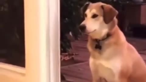 This dog will not come until you open the door for her🤣🙈