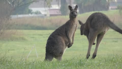 Kangaroos Mill Park Australia
