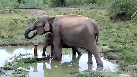 A Baby elephant learns how to drink from awater pipe with his mom