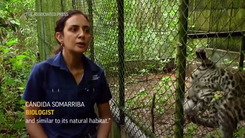 Panama confronts illegal animal trafficking