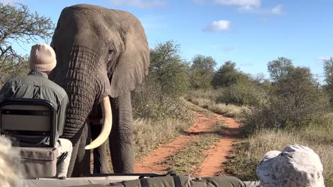 Giant African elephant challenges safari tracker