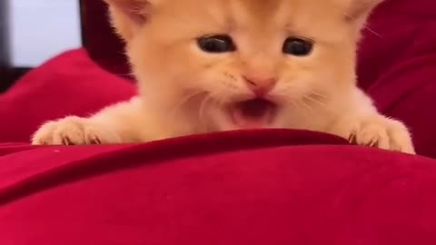 Lovely and cute cat