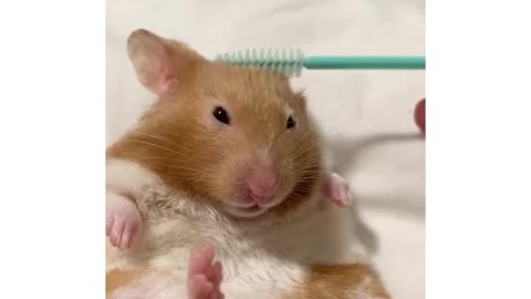 happy hamster