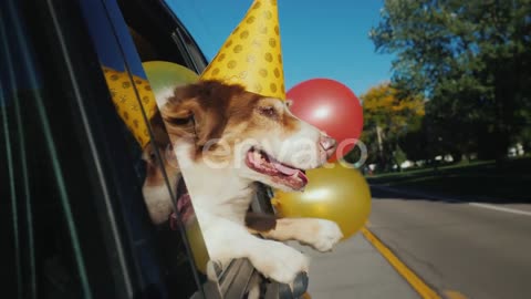 The Dog in a Celebratory Cap with Balloons Goes To the Party. Funny Videos with Animals.