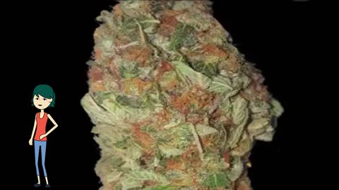 Green Candy - Bulk Seed Bank