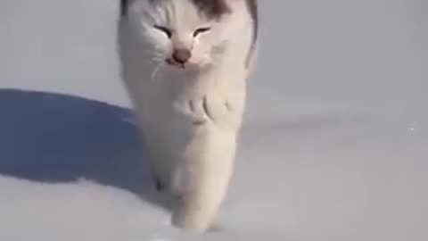 CAT WALK