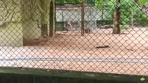 The Zoo of Patna || Patna Zoo || Lions #2023