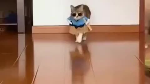 Funny Cat video