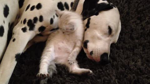 Kitten cuddles with sleepy Dalmatians