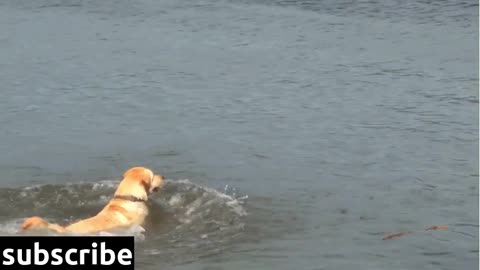 Owner Tossing Ball To Dogs