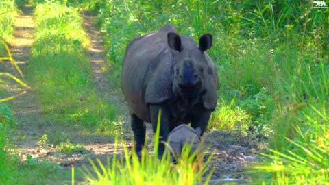 Animals in the forest, all the animals having fun, all the small and big animals