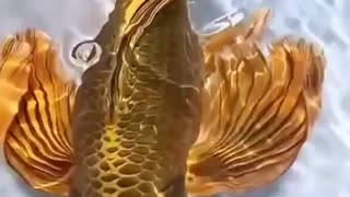 AN INCREDIBLY BEAUTIFUL AND MAJESTIC GOLDEN BUTTERFLY KOI FISH