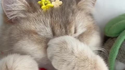 A coquettish kitten