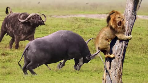 Mother Buffalo save his baby from lions