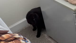 Adopting a Cat from a Shelter Vlog - Cute Precious Piper Inspects the Area