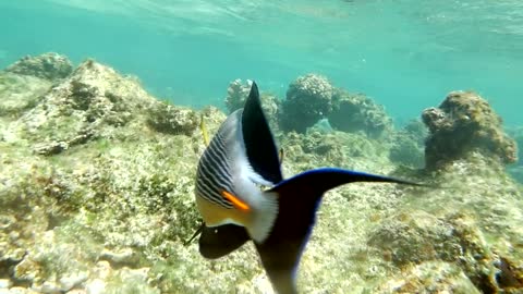 surgeonfish swimming over coral