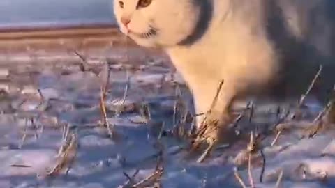 Cute cat walking in the snow. Where does it want to go?