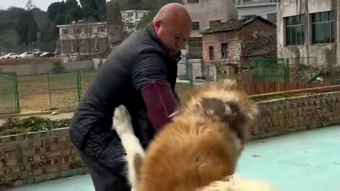 Husky dog attack on his owner