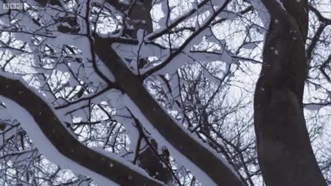 Slow-Mo Barn Owl in Flight | Unexpected Wilderness | BBC Earth