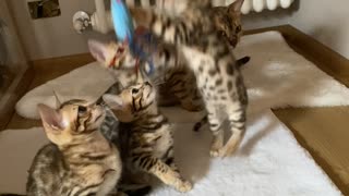 Bengal Kittens Love Playing Games With Owner