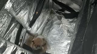 The cat gave birth in a thermal bag