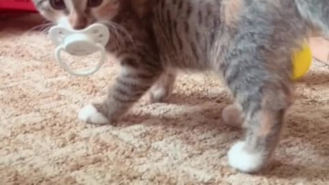 #cat ##crazycat #babycat #funnyvideos #funnycat