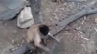 The fight that happened in the animal kingdom