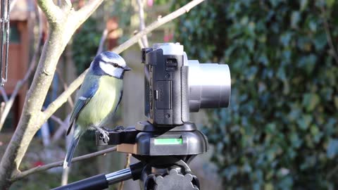 Curious Little Beautiful Bird Looking at a Camera