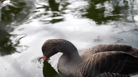 Duck is swimming looking for fish