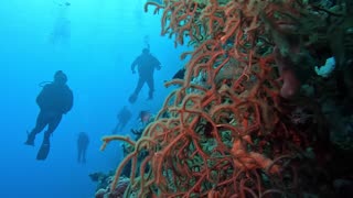 Exploring the breathtaking beauty of the Red Sea with a rare sighting of a giant sea turtle with 2 remoras attached. 🌊🐠